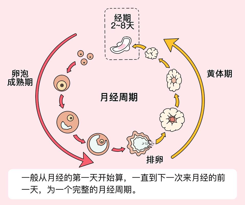 生理周期