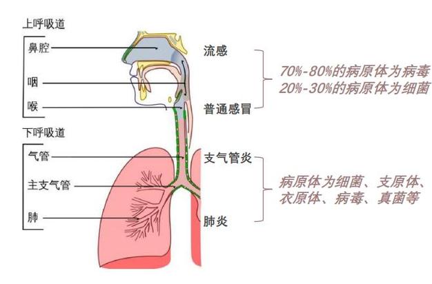 呼吸道感染