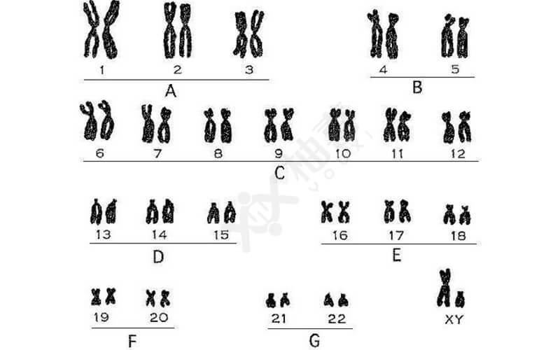 试管婴儿技术中的染色体选择：能否实现？