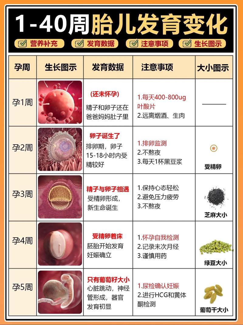 胚胎存储期限