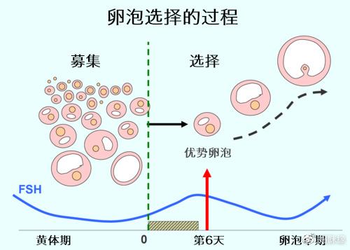 试管婴儿过程中卵泡涨的慢该怎么办？