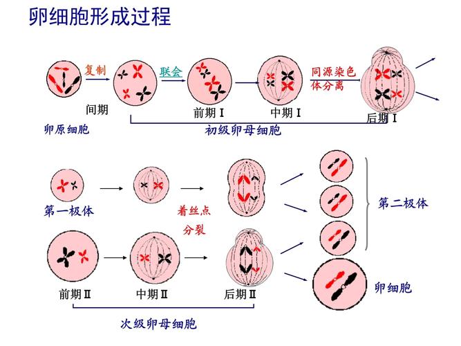 细胞分裂