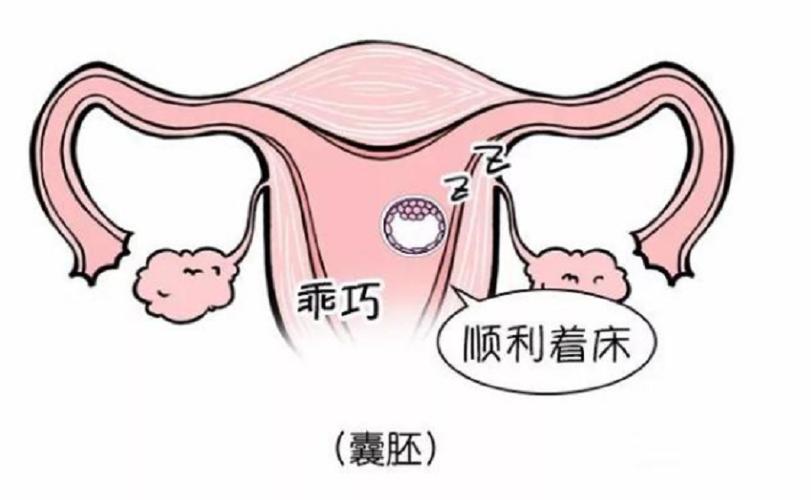 试管婴儿内膜厚度15mm是否有助于成功着床？