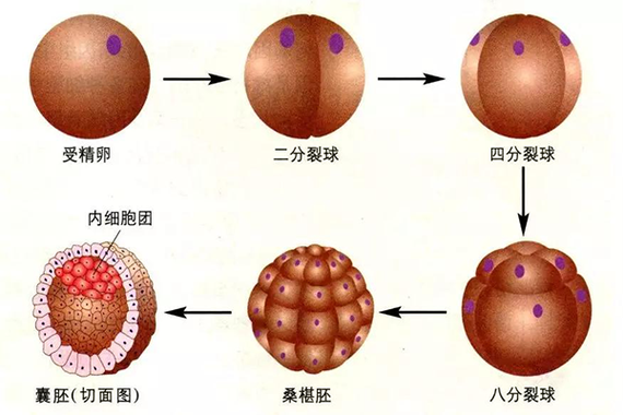 囊胚植入数量