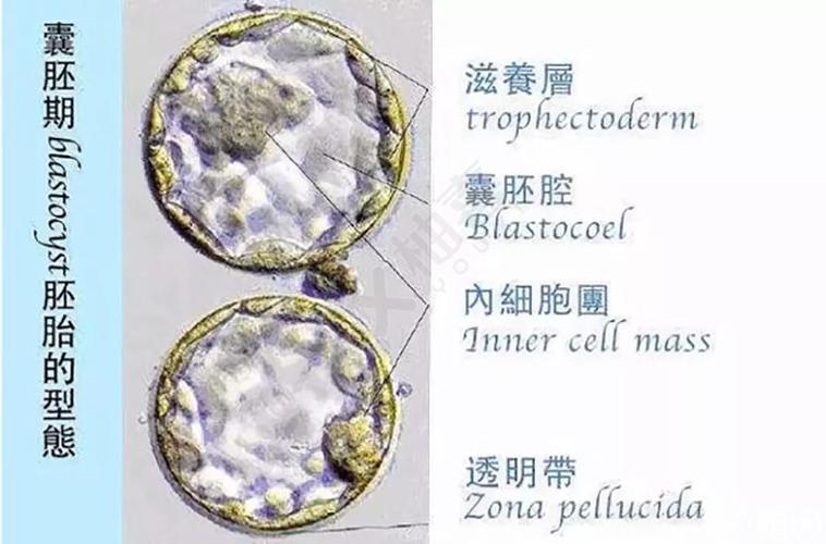 囊胚形态