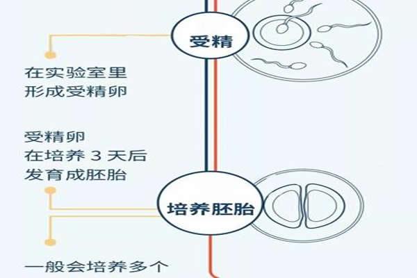 试管婴儿过程揭秘：最快多久能成功怀孕？