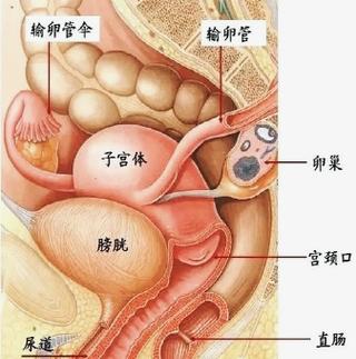 子宫腔中部