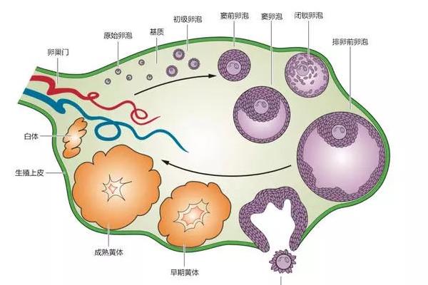 试管婴儿、卵泡大小、生殖医疗