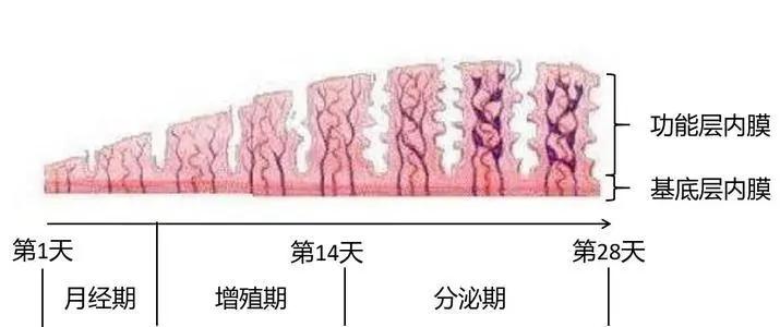 试管婴儿内膜厚度11mm是否正常？专家解析