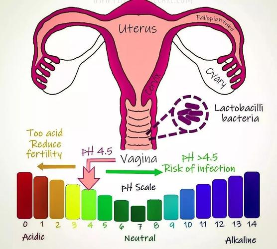 阴道酸碱失衡