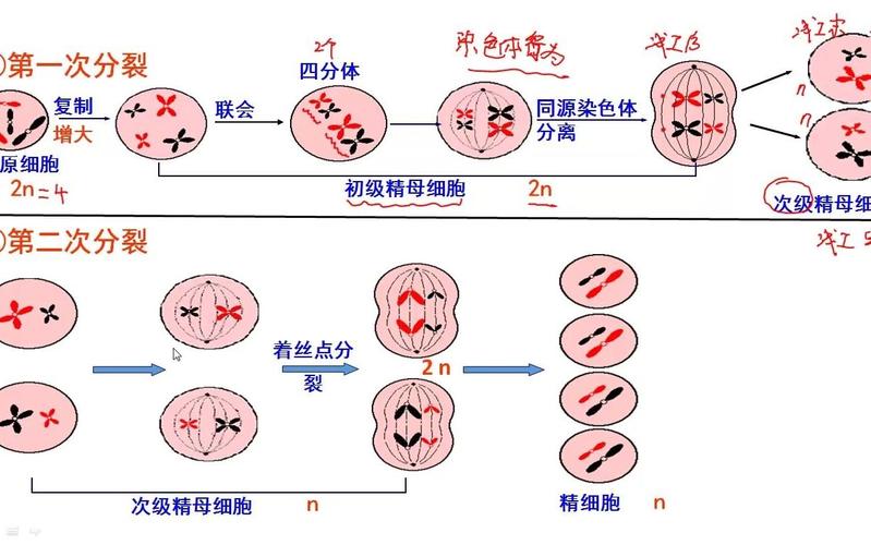 精子来源