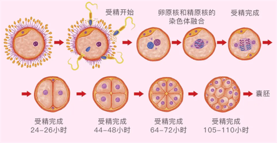 受精情况