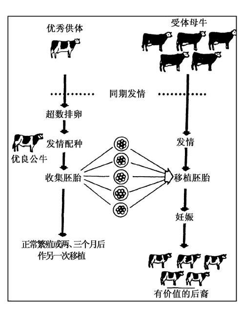 移植步骤