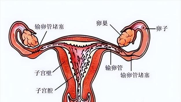 卵巢情况