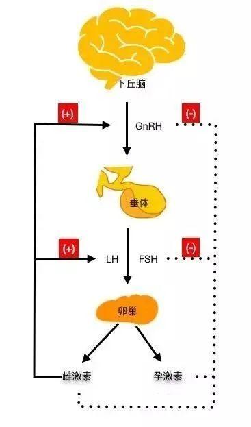 试管婴儿降调期