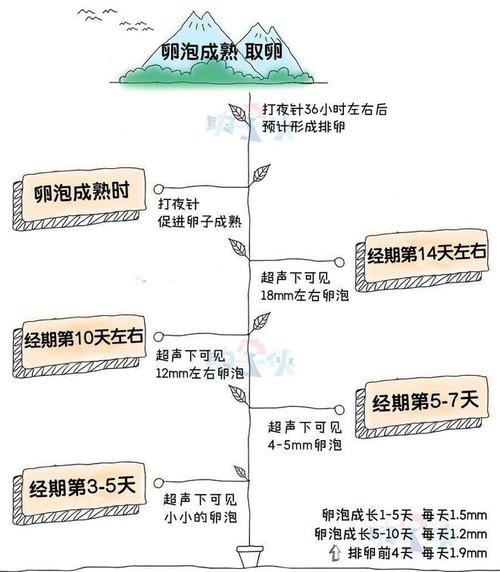 试管婴儿促排卵周期一般需要多长时间？