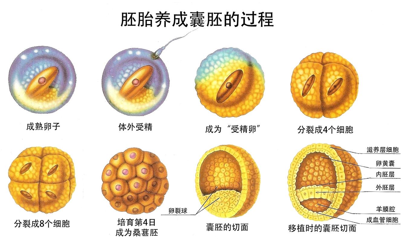 双胚胎移植