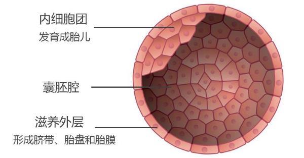 囊胚 8c