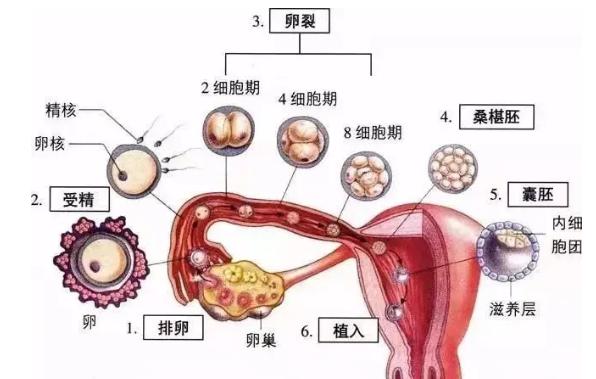 冻胚胎与试管婴儿的关系解析：你了解多少？