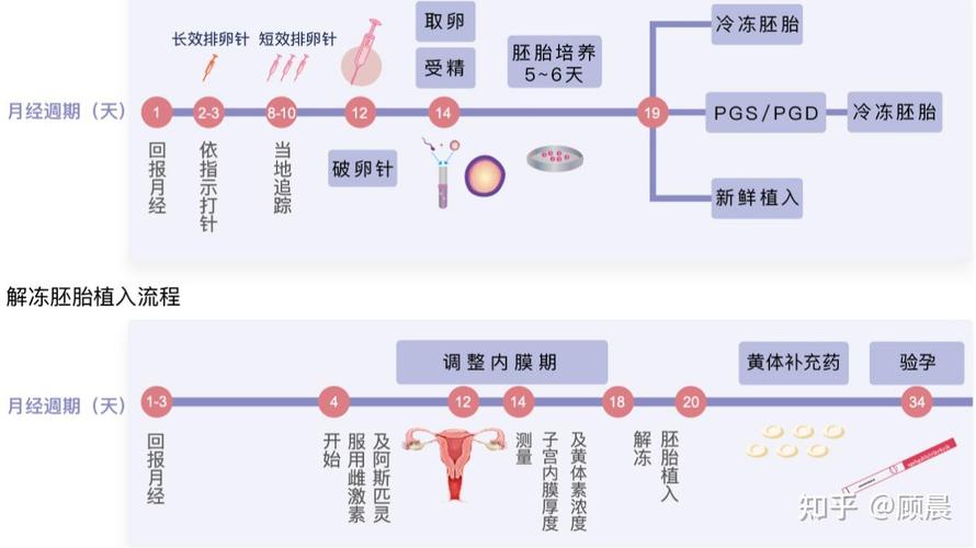 试管婴儿是否可以选择养囊胚？全面解析！