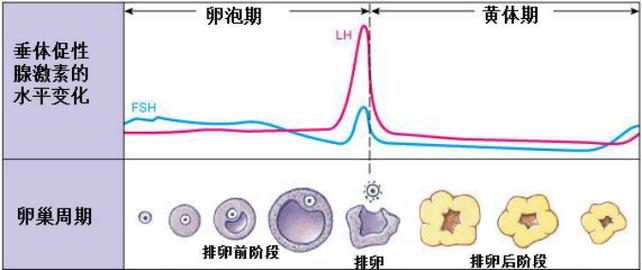 试管婴儿周期中卵泡发展要多久？