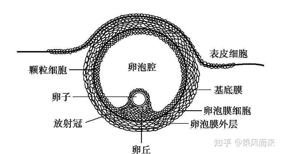 卵泡 12 个