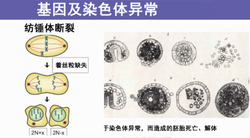  优质胚胎形成率