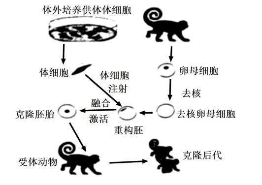 6 个细胞移植