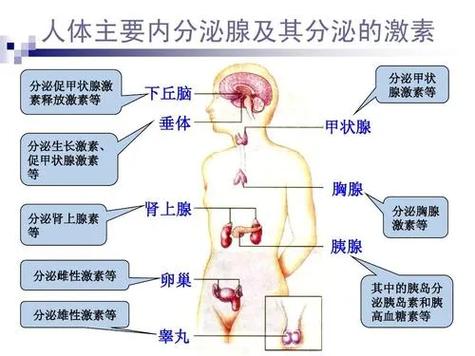  内分泌紊乱