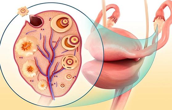 卵泡涨得慢