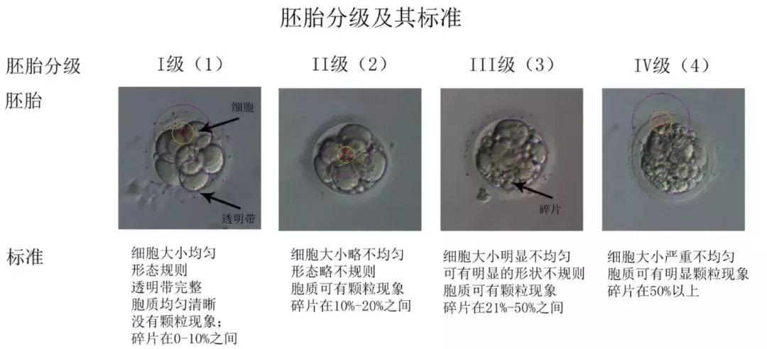 胚胎形态学评估