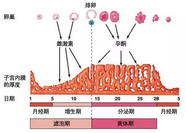 内膜待转化