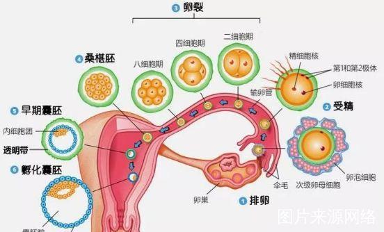 试管婴儿、胚胎着床、医疗生殖