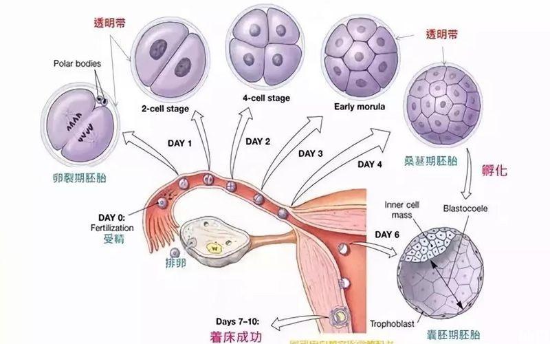 二代试管婴儿过程中的养囊是否必要？