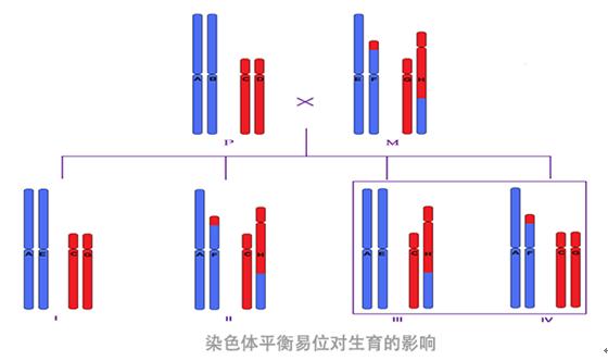 平衡易位