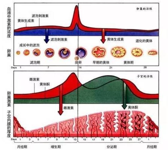 试管婴儿、胚胎质量、子宫内膜厚度、内分泌因素