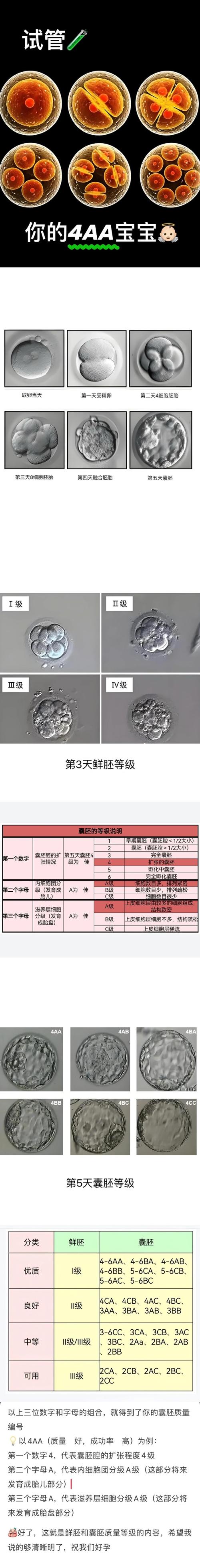 胚胎优质代号