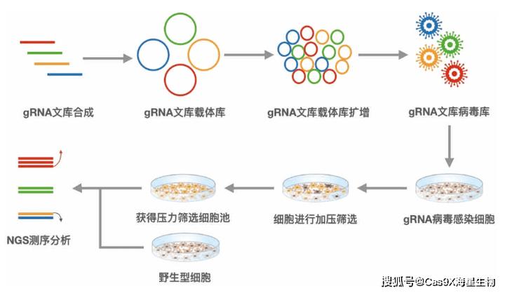 基因筛选