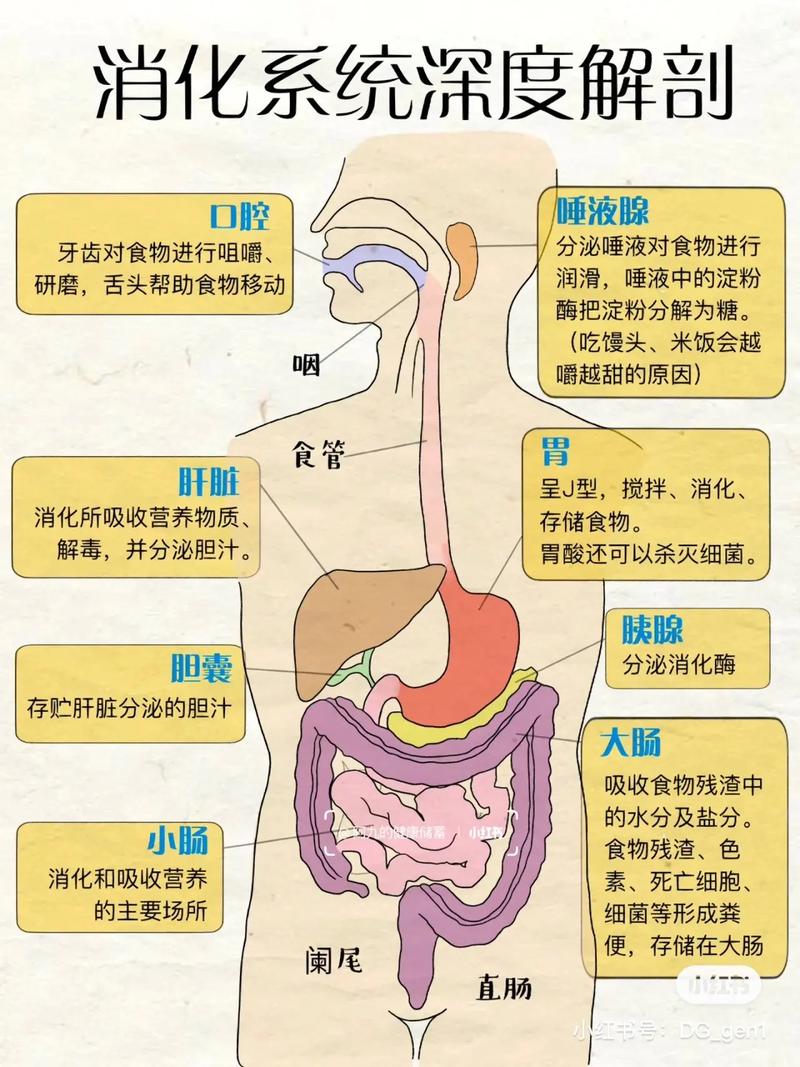 腹胀原因