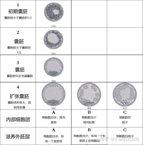 解读试管婴儿囊胚等级：优秀囊胚是几级？