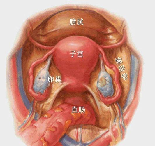 双子宫