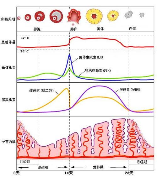 E2阶段