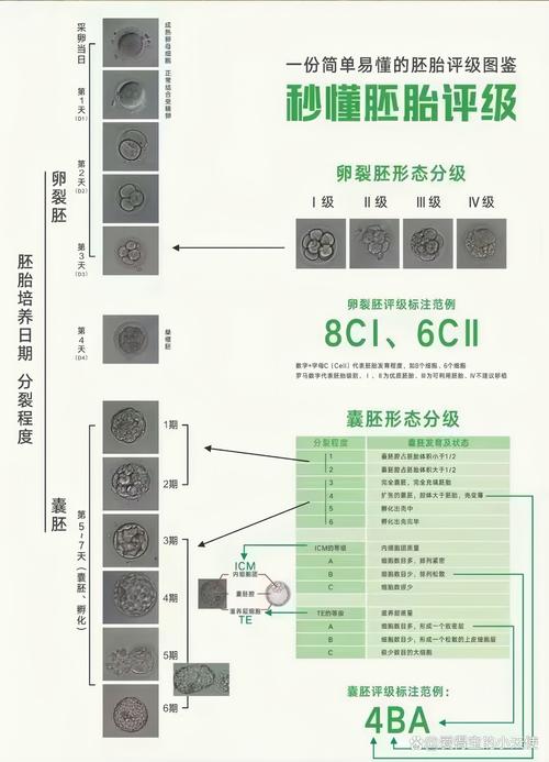 胚胎评级