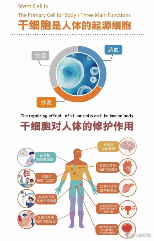 干细胞技术