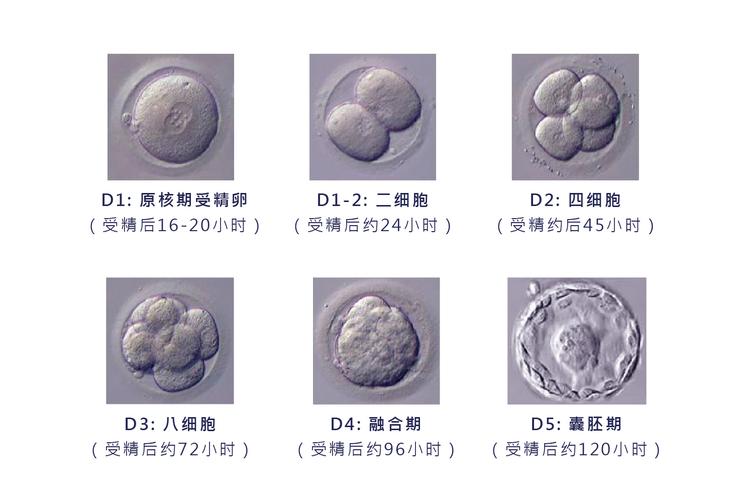 移植个数