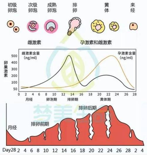 生理因素