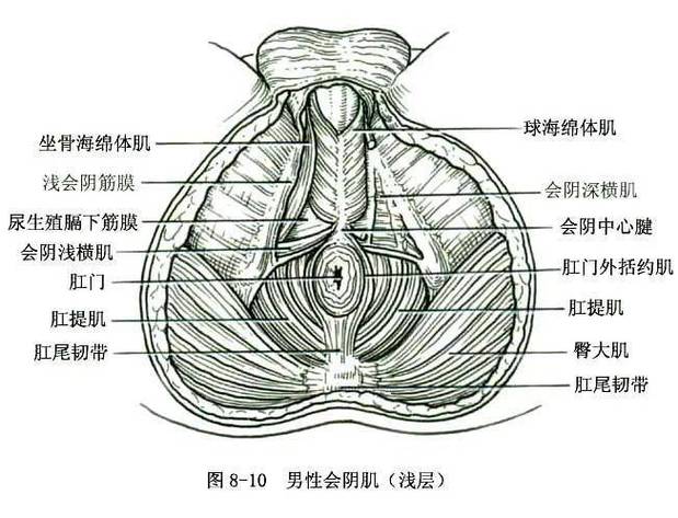 生殖道