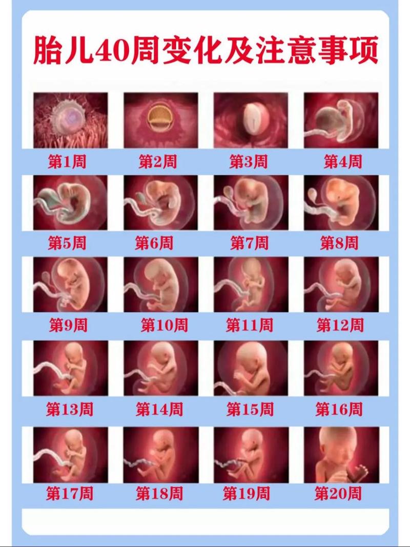 受精到胚胎时间