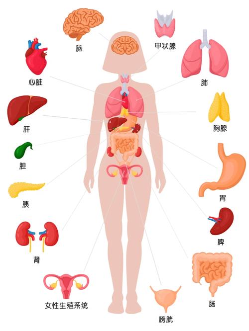  器官形成