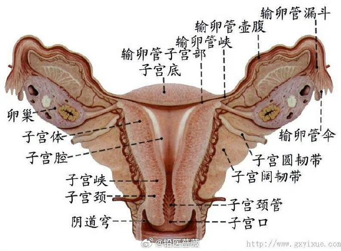 往输卵管游去。卵巢排卵输卵管拾卵